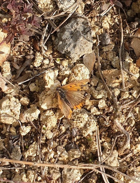 Lycaena phlaeas - közönséges tűzlepke