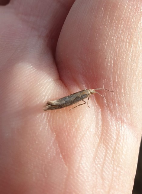 Plutella xylostella - káposztamoly