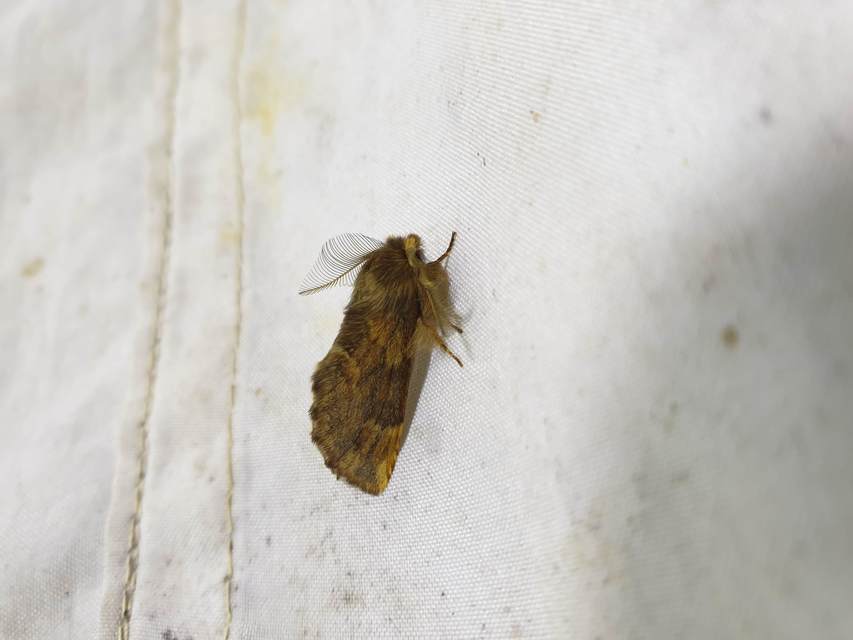 Ptilophora plumigera - tollas púposszövő