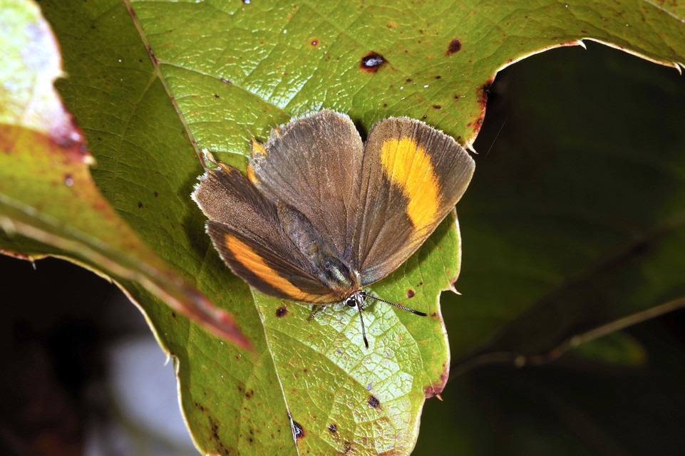 Thecla betulae - nyírfalepke