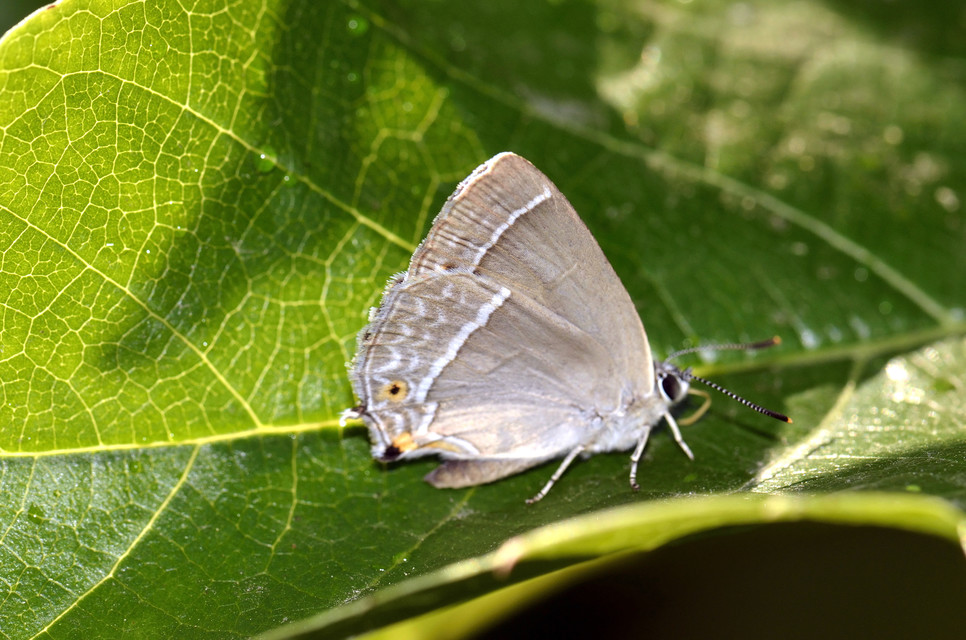 Neozephyrus quercus - tölgyfalepke