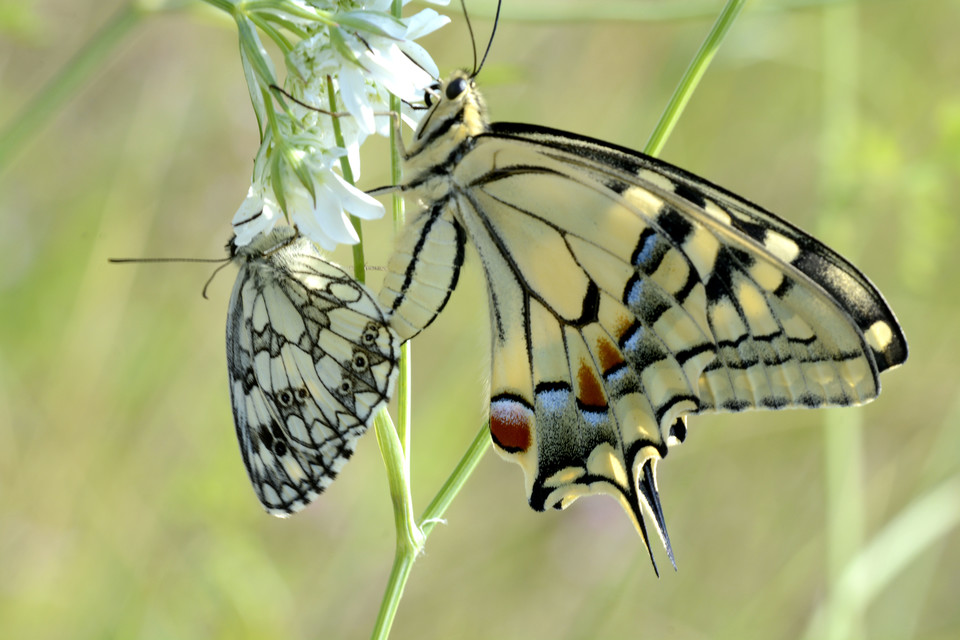 Melanargia galathea - sakktáblalepke