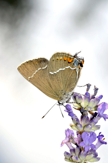 Satyrium spini - kökény-csücsköslepke