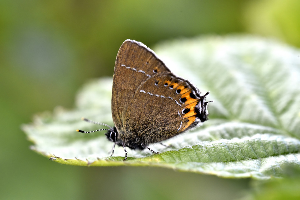 Satyrium pruni - szilvafa-csücsköslepke