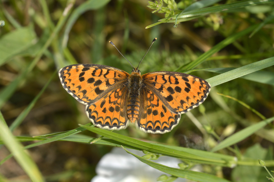 Melitaea trivia - kis tarkalepke