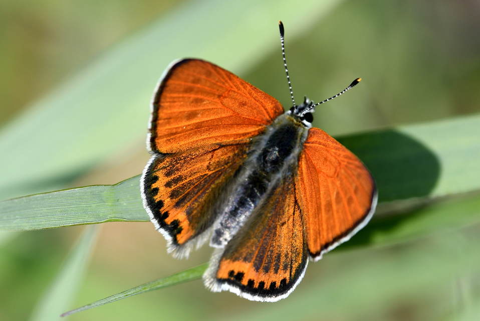 Lycaena thersamon - kis tűzlepke