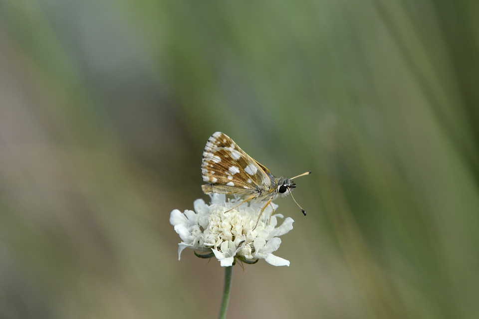 Spialia orbifer - törpe busalepke