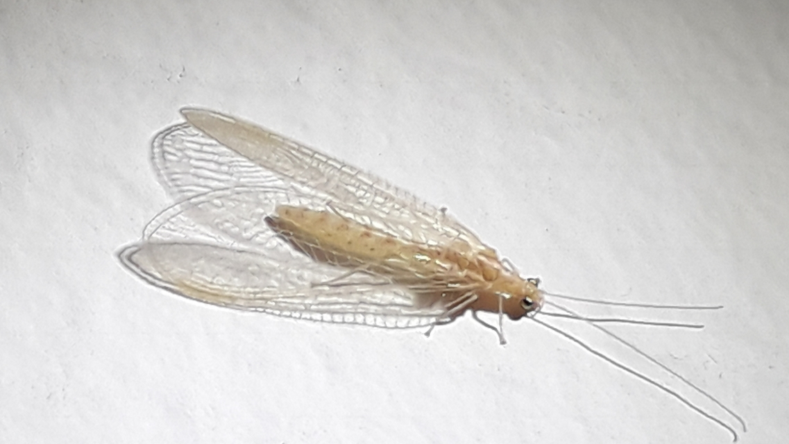 Chrysopidae - zöldfátyolkák