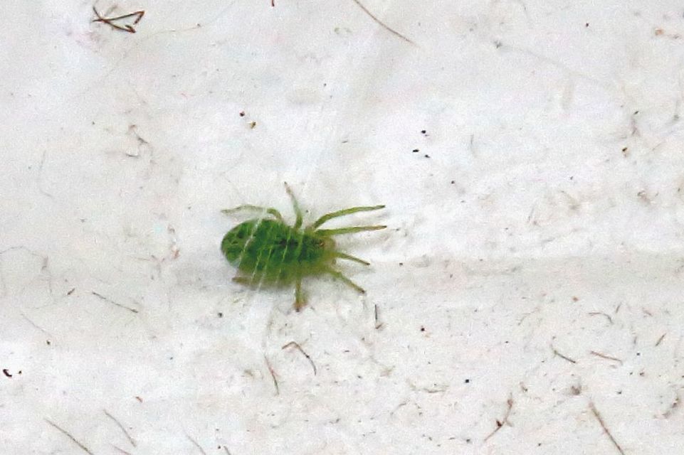 Nigma walckenaeri - zöld hamvaspók