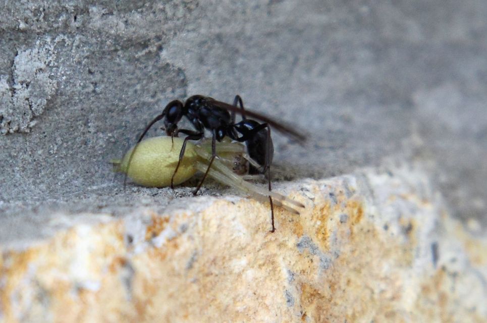 Cheiracanthium mildei - sárga dajkapók