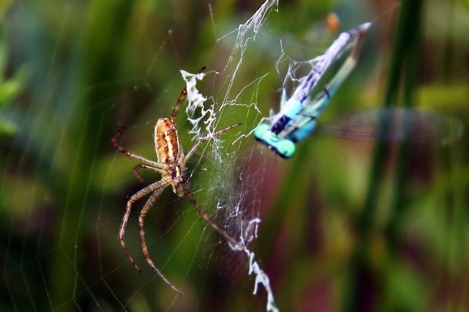 Argiope bruennichi - darázspók