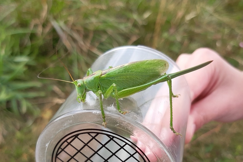 Tettigonia cantans - éneklő lombszöcske