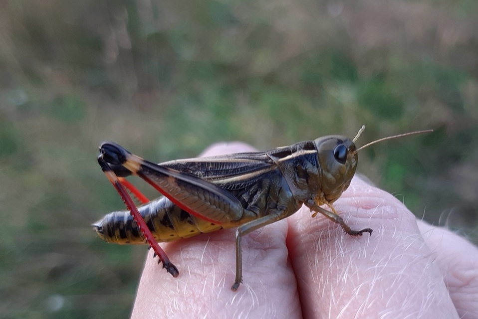 Arcyptera fusca - szép hegyisáska