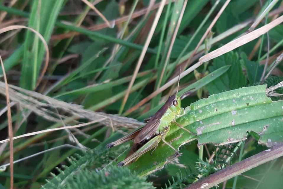 Pseudochorthippus parallelus - közönséges rétisáska