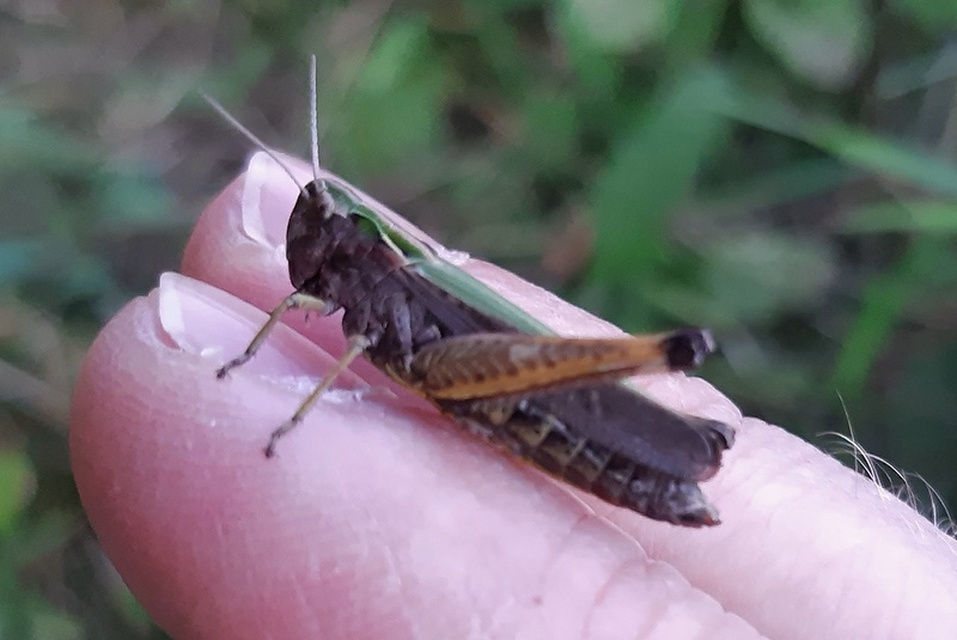 Omocestus rufipes - vöröshasú tarlósáska