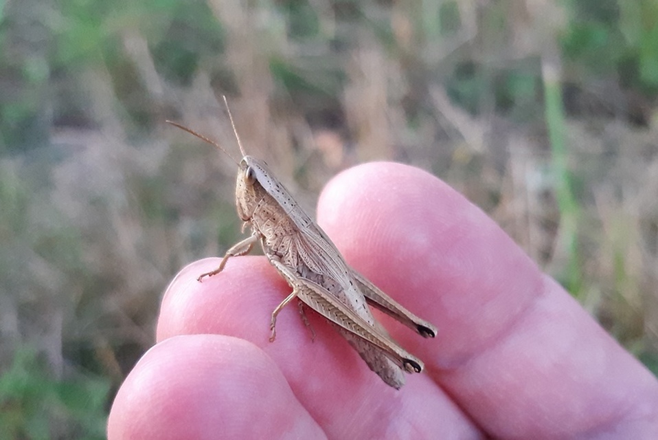 Chrysochraon dispar - aranyos sáska