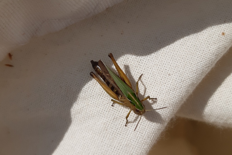 Omocestus viridulus - zöld tarlósáska
