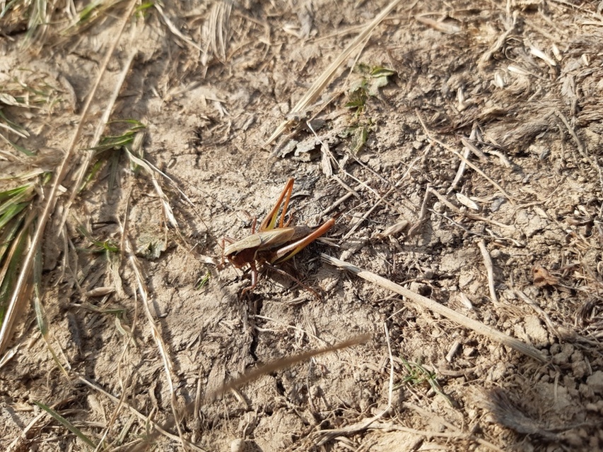 Metrioptera brachyptera - sötétzöld rétiszöcske