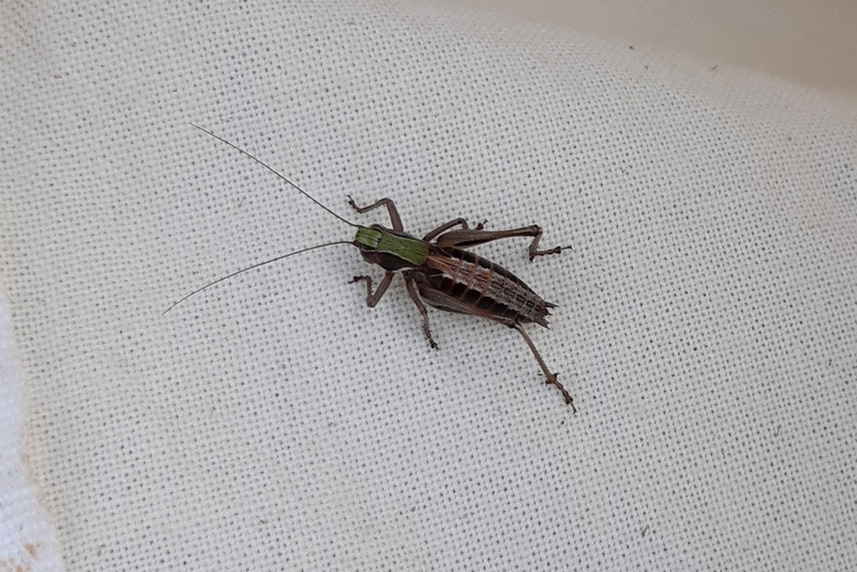 Metrioptera brachyptera - sötétzöld rétiszöcske