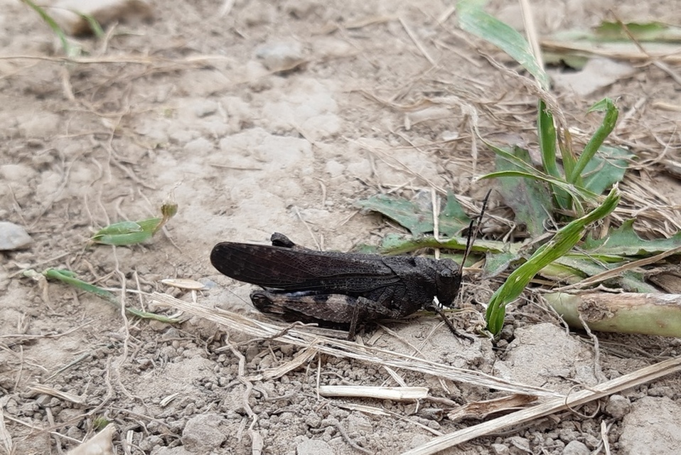 Psophus stridulus - kerepelősáska