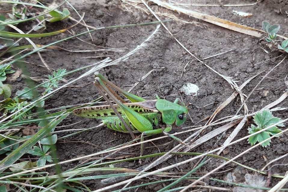 Decticus verrucivorus - szemölcsevő szöcske