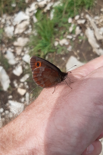 Erebia aethiops - közönséges szerecsenlepke