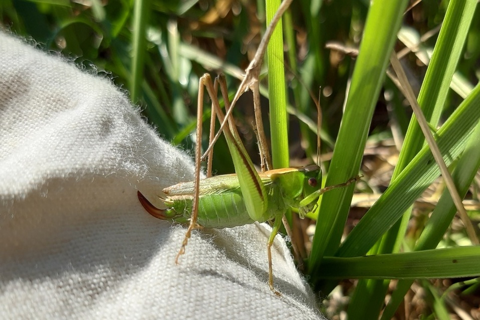 Bicolorana bicolor - halványzöld rétiszöcske
