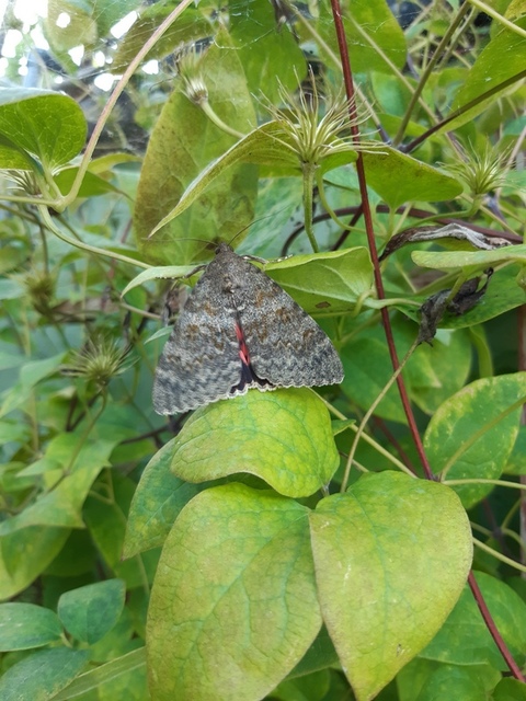 Catocala elocata - közönséges övesbagoly