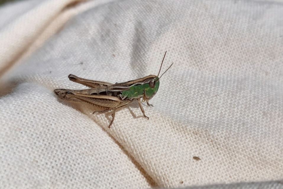 Pseudochorthippus parallelus - közönséges rétisáska