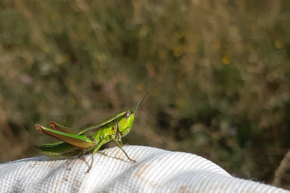 Euthystira brachyptera - smaragdzöld sáska