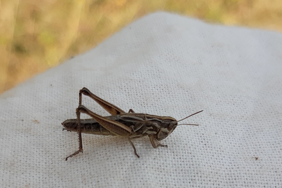 Pseudochorthippus parallelus - közönséges rétisáska