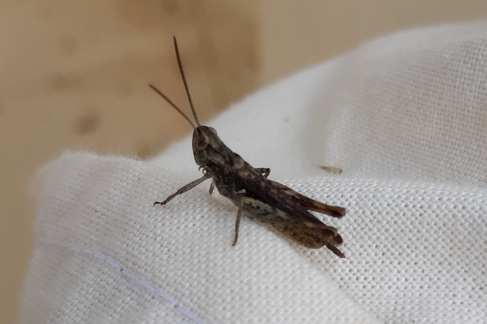 Chorthippus (Glyptobothrus) (subgenus)