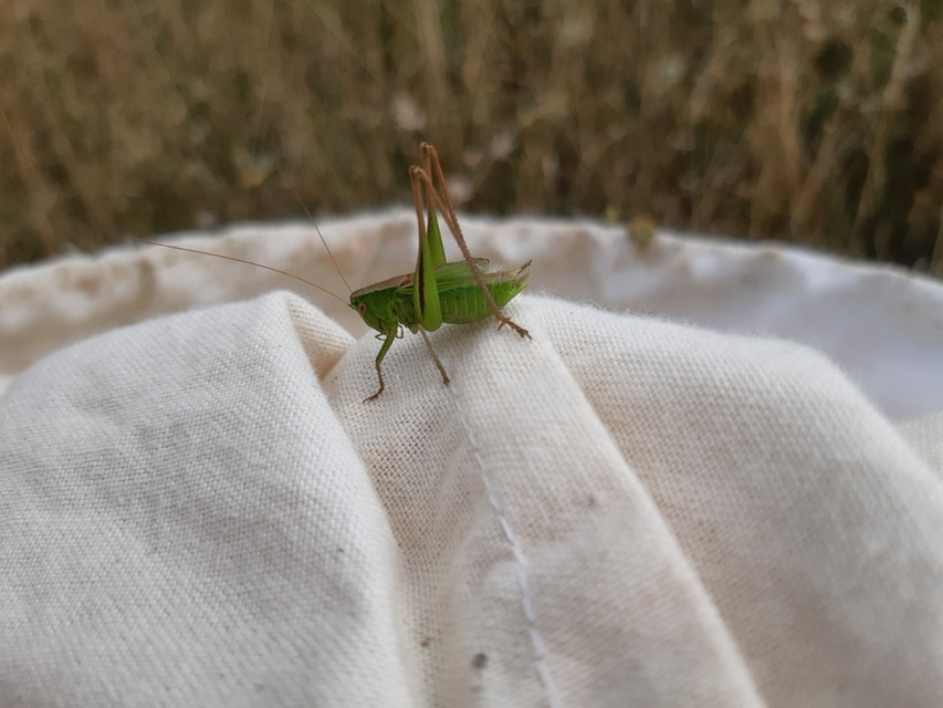 Bicolorana bicolor - halványzöld rétiszöcske