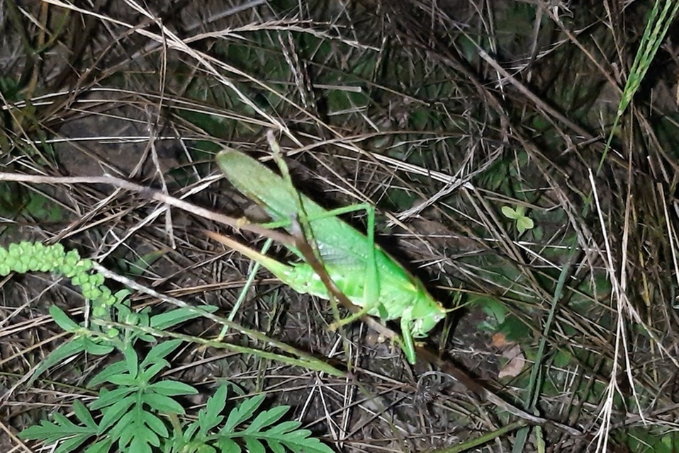 Tettigonia viridissima - zöld lombszöcske