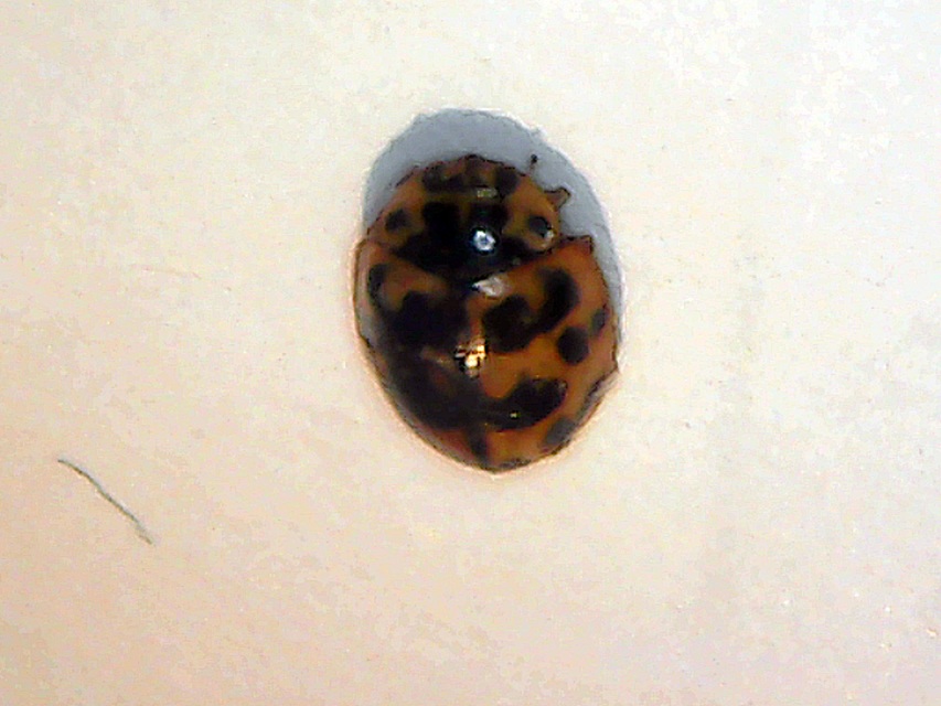 Subcoccinella vigintiquatuorpunctata - lucernaböde