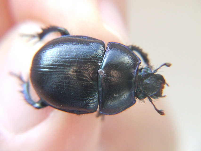 Anoplotrupes stercorosus - erdei álganéjtúró