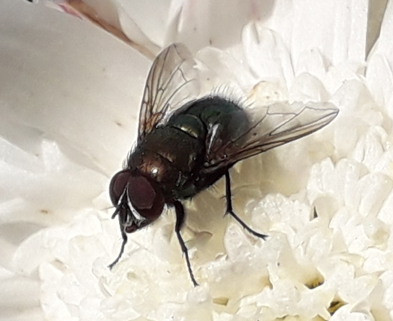 Lucilia