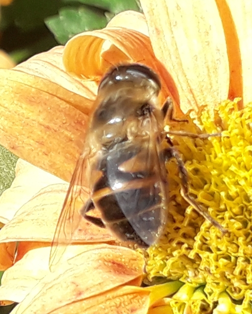 Eristalis tenax - közönséges herelégy