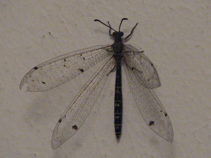 Distoleon tetragrammicus - négyfoltos hangyaleső