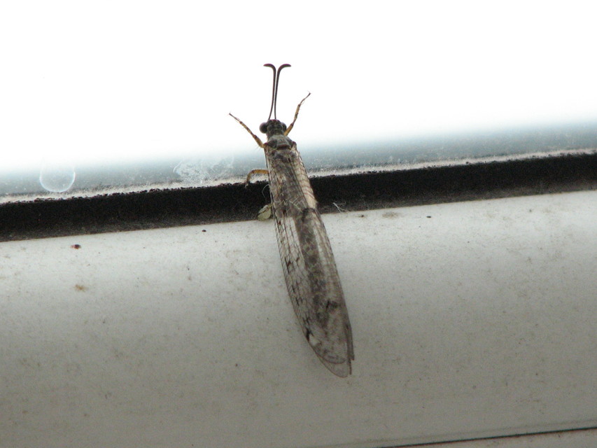 Distoleon tetragrammicus - négyfoltos hangyaleső