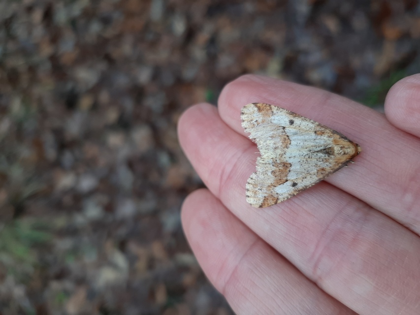 Erannis defoliaria - nagy téliaraszoló