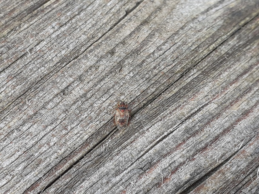 Kleidocerys resedae - nyírbodobács