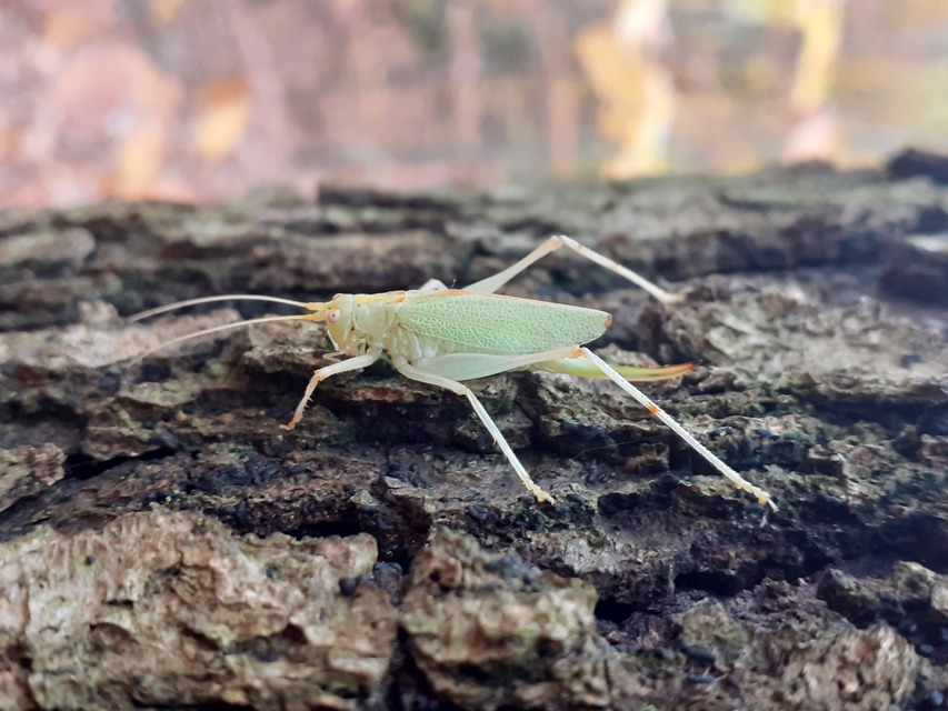 Meconema thalassinum - közönséges dobolószöcske