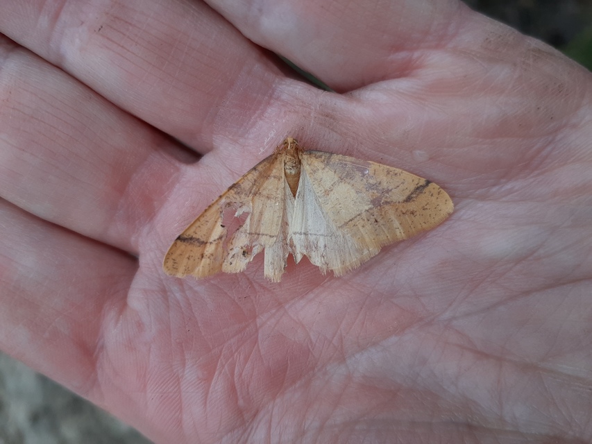 Agriopis aurantiaria - aranysárga téliaraszoló