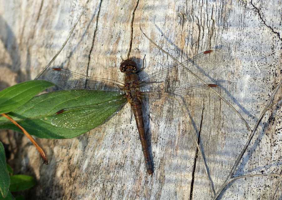 Sympetrum vulgatum - barkós katona-szitakötő