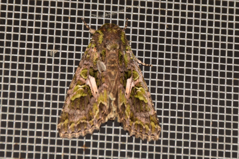 Trachea atriplicis - nyári zöldbagoly