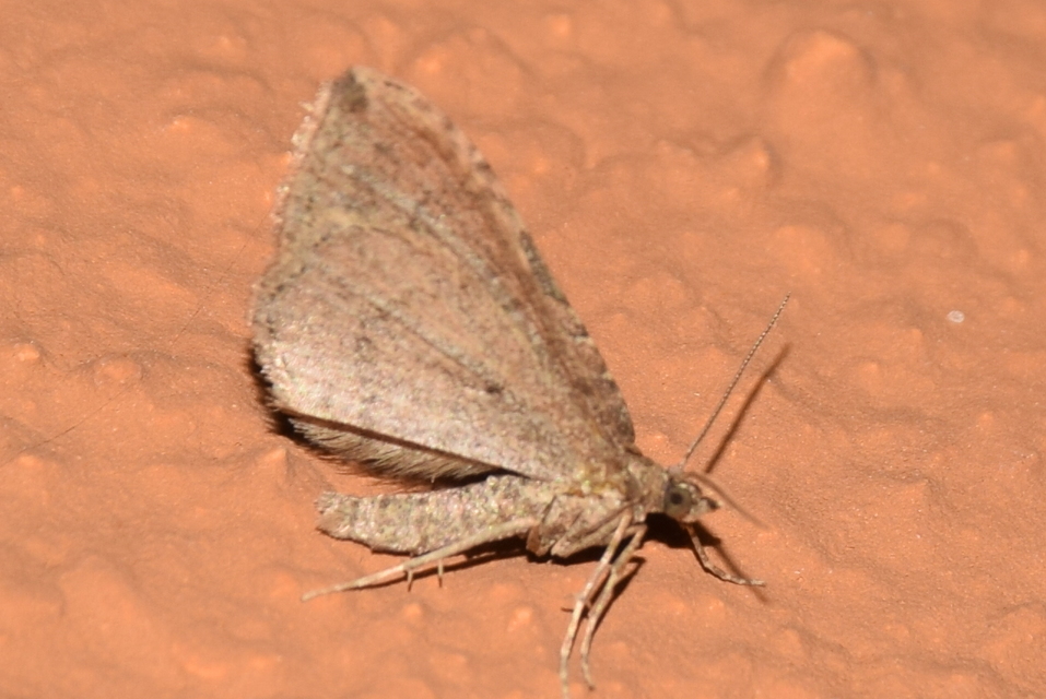 Orthonama obstipata - vándoraraszoló