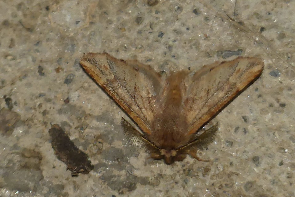 Ptilophora plumigera - tollas púposszövő
