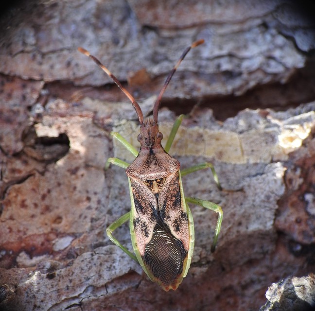 Gonocerus juniperi - boróka-karimáspoloska