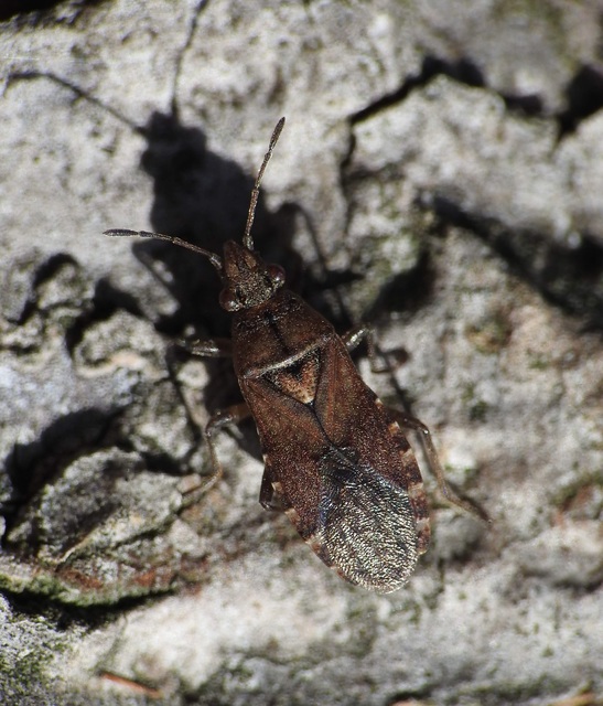 Orsillus depressus - tuja-fényesbodobács